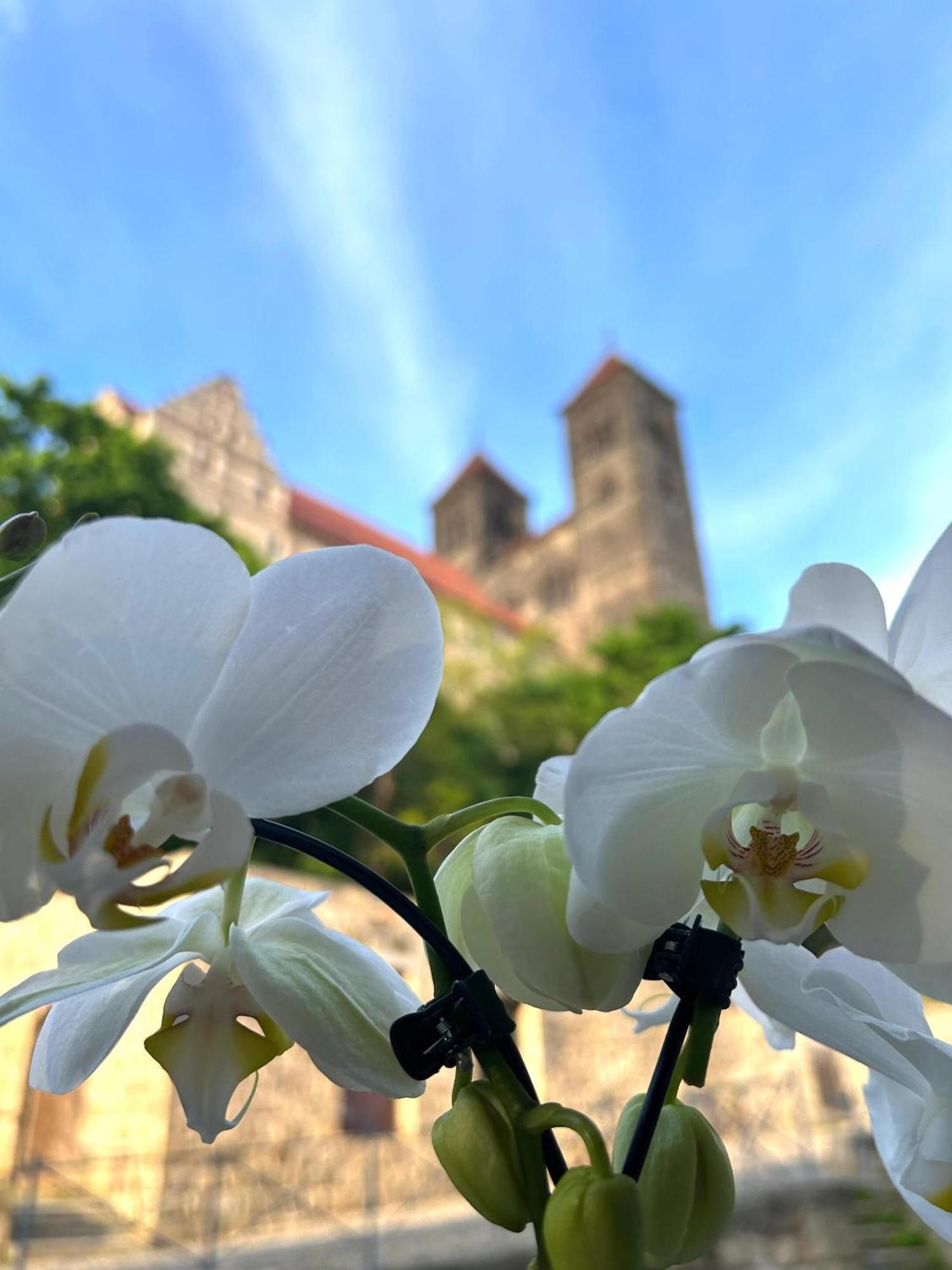 Hotel Domschatz Quedlinburg Eksteriør bilde